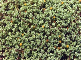 Raoulia lutescens